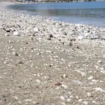 Wind Drače